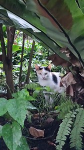 Stray Calico Cat Calls Saigon Zoo Home Saigon Zoo & Botanical Garden | Queersee | Facebook