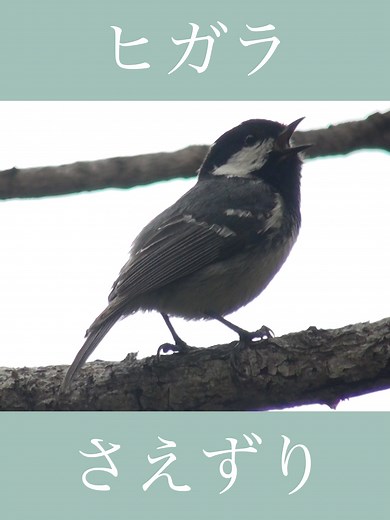 ヒガラのさえずり - 日本の小さな鳥の魅力