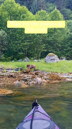 The salad bar is open! #creatorsearchinsights #bears #grizzly #photography #quityourjobandliveonaboat #makeitadibble #drdibbleslife #ourjourneyisourdestination #idoit #fyp #foryoupage #britishcolumbia #welovecanada #canadian #pnw #summer2025 #onthehook #liveaboard #lifeonaboat #lifeonthewater #genx #babyboomer | CarlosnRaquel Dibble