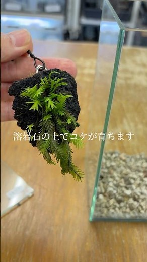 石の上でコケが育つ着生作品を作りました #テラリウム #terrarium #着生