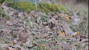 Common chaffinch male on ground in the woodland (Fringilla coelebs)