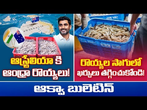 🦐 Andhra Shrimps Export to Australia | Shrimp Farming Cost Reduction Tips | Aqua Farming News