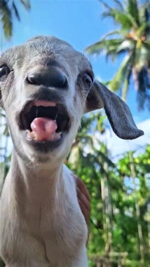 baby goat sounds 💕#funny #animals