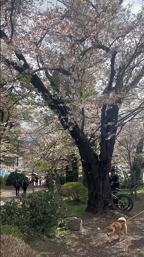 SAKURA cherry blossom viewing near Mt. Fuji🗻🌸 ⁡🇯🇵Japan