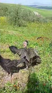 Relaxing Farm Life in Nature | Animals and Green Fields 🐑