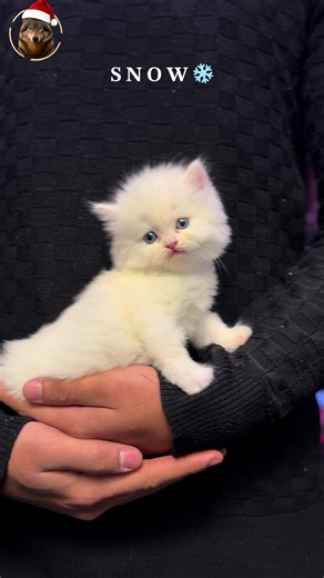 كيس قطن هاف بيكي: كل ما تحتاج معرفته