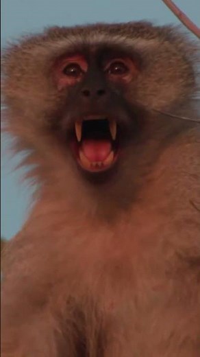 ALARM CALLS PT.1 | Finding Predators in the Wild