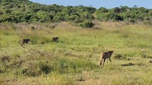 Rhino Ridge Safari Lodge on Reels