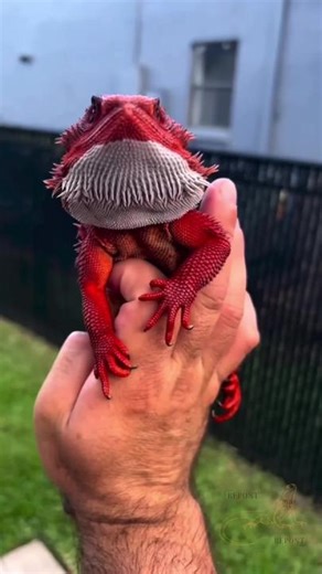 Bearded Dragon Care Guide for Enthusiasts