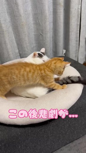 息子ちゃんがソーラン節を踊っていたのですが、そのとばっちりか？#ねこのいる生活 #猫パンチ