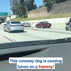 656K views · 490 reactions | These people chasing a dog on a freeway is the funniest thing you'll see today  | Daily Mail US | Facebook