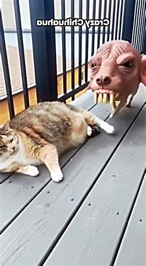 Crazy Chihuahua Prank Funny Dog Behavior