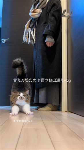 のんびりしてたのに不穏な音で首が長くなるほたて #甘えん坊猫 #デカ猫 #お出迎え #猫のいる暮らし #猫 | cat