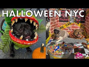 Halloween Dog Parade LIVE New York City 2025 Tompkins Square Park