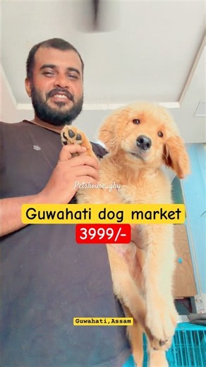 Dog market Guwahati | assam dog farm | #puppy #guwahati #assam