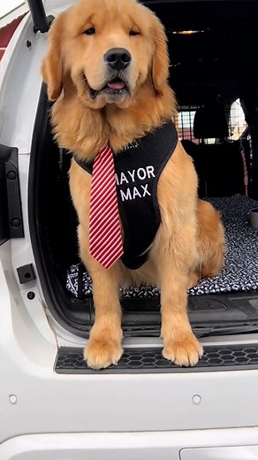 The last 3 mayors of our town have been dogs 🐶 | Lessons Learned In Life