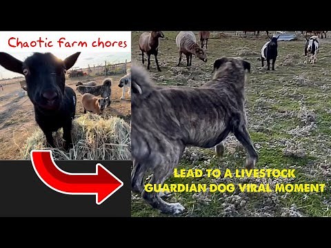 Farm chore madness and we catch a viral moment when our livestock guardian dogs to a threat