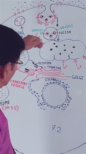 A Few Important Points Related to Endosome #biology #science