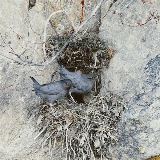 American Dippers building nest together #birds #dipper #americandipper #nest