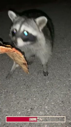 These Racoons Are Living The Dream 🦝 | Algorithm Cleanse #shorts