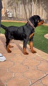 4 month old German Rottweiler pup | The Rottweiler
