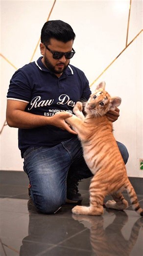 1 of 30 Golden Taby Tigers in the World | Nouman Hassan