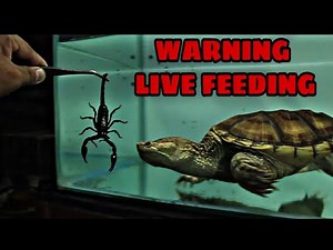 Snapping Turtle EAT LIVE SCORPION !!! Warning Live Feeding !!!