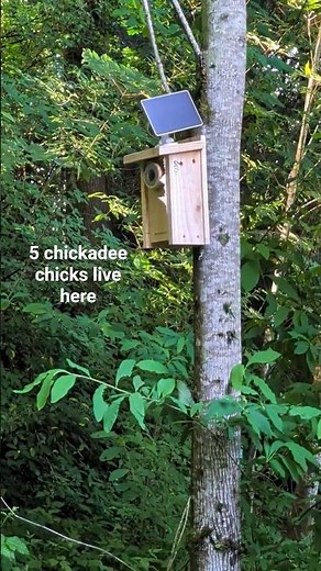 A Tiny Chickadee Family Calls This Home 🐥 Hidden in the Trees… 🌲