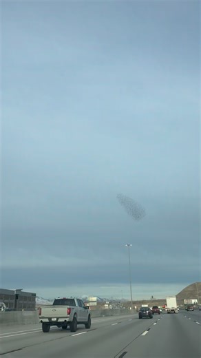 MAGICAL UTAH!! Only in Utah… a heart in the sky made by birds 🕊️❤️ How magical is this from 1–15 Lehi! #utah #valentinesday #lehiutah | Utah Fun Activities