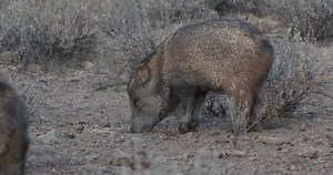 Collared Peccary Pair Javelinas Eating Feeding Stock Footage Video (100% Royalty-free) 1071104458 | Shutterstock