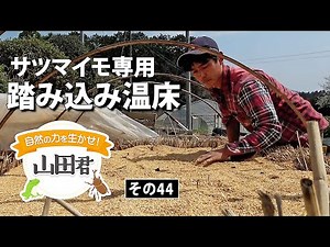 自然の力を生かせ！山田君～その４４ サツマイモ専用の踏み込み温床
