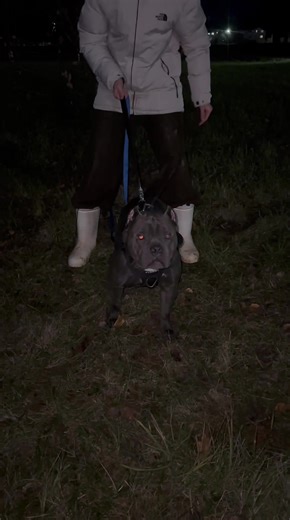 am.bully (@american.bully.chucky)’s videos with оригинальный звук - am.bully