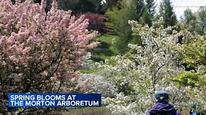 Morton Arboretum expert explains how Chicago-area weather might affect spring plants