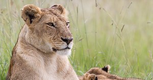 Lion: The Rise and Fall of the Marsh Pride