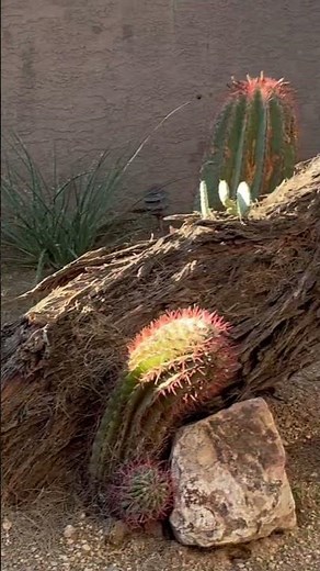 Tree Support with Boulders @ArboristAdvice