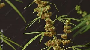 The male hemp flowers are in full bloom and are released to the female plant for fertilization..The male cannabis flower seeds begin to release the pollen..Weed cultivation. Cannabis plant.