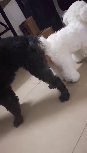 Adorable puppy Couples|Dog in heat | offloaddogsboner realistic dog sex dolls review