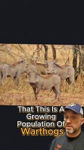 Warthogs In Texas #texas #feralhogs #exotics #exotichunting #pigs #jamesbigleyranches | James Bigley Ranches