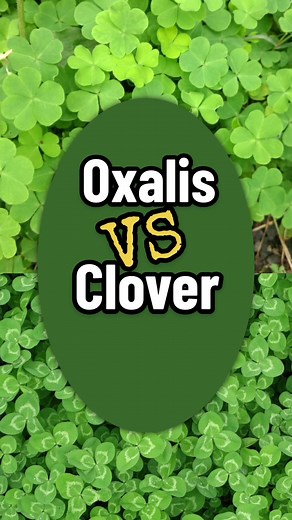 Wood Sorrel vs Clover: Plant Identification Guide
