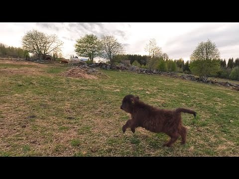 The Fastest Tiny Highland Cattle Calf You'll Ever See!