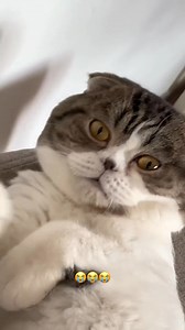 1.9K views · 147 reactions | What does it mean when your cat snores ❤ | Cat Most | Facebook