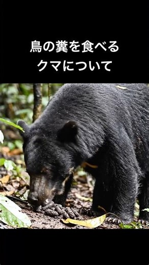 貧困化が続きクマは鳥の糞を食べる