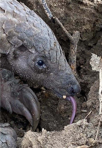 Discover the Amazing Sounds of Foraging Pangolins