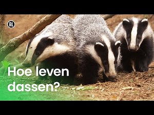 Hoe leven dassen?