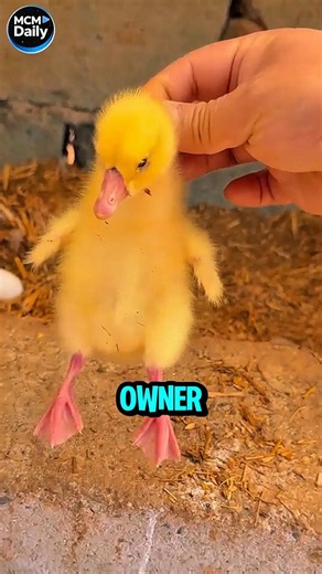 Duck Plays Dead and Confuses Everyone 🦆😆