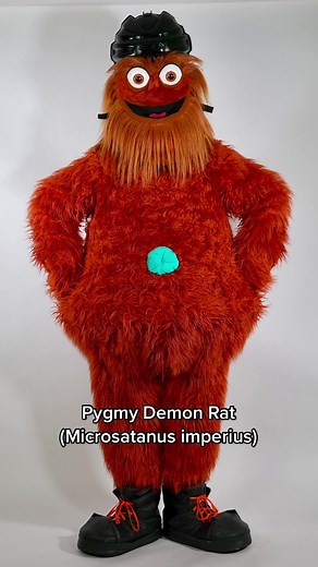 Pygmy Demon Rat: The World's Deadliest Animal?