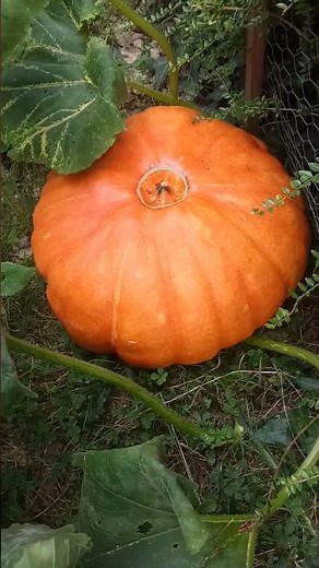 Énorme citrouille ( potiron)arrivée toute seule + recettes avec citrouille