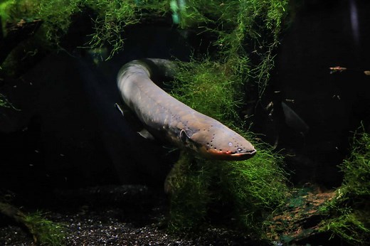 Types of Electric Fish: Discover 10 Shocking Fish