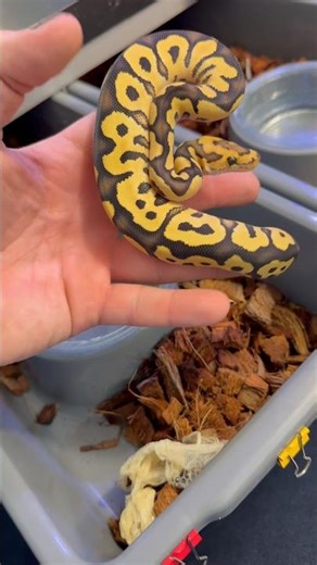 YB DG Clown het Piebald and YB DG DH Clown Piebald en sortie de mue 🙏🏼