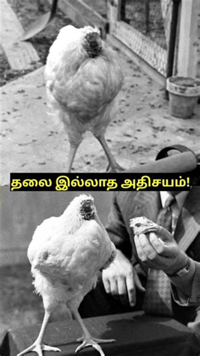 தலை போனாலும் தில்லாக வாழ்ந்த 'மிராக்கிள் மைக்'! #tamilfacts
